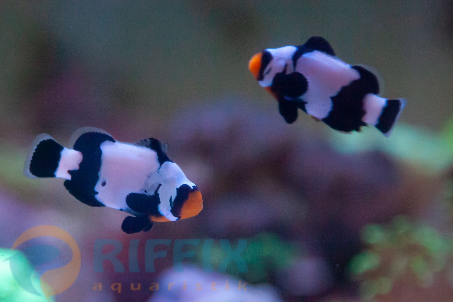 Preview: Amphiprion ocellaris black snowflake Premium (pair) - T.B.